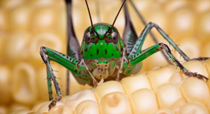 Pragas e mudanças climáticas: Como as alterações no clima afetam o controle