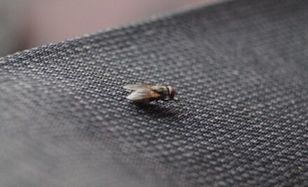 pragas urbanas em Jundiaí