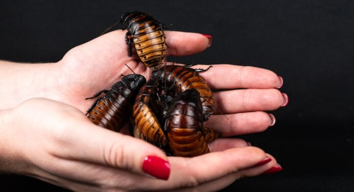 A relação entre umidade e a proliferação de pragas urbanas