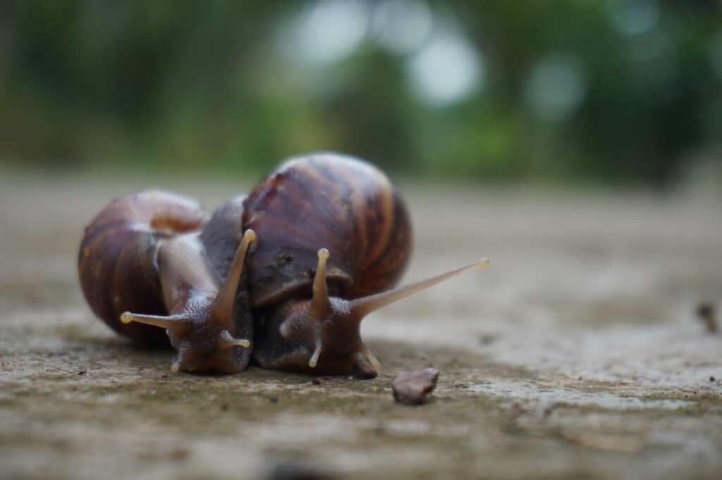 O que é desinsetização?